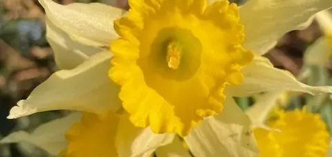 Daffodil emerging from the ground in early spring, symbolising personal growth and change in counselling.