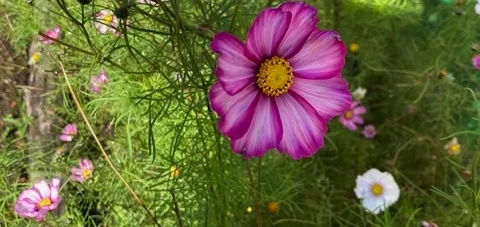 Pink and white cosmos flowers growing together in a summer garden with soft green foliage.