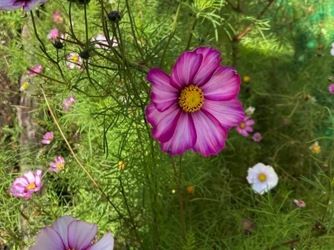 Pink and white cosmos flowers growing together in a summer garden with soft green foliage.