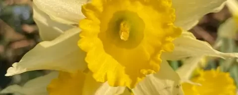 Daffodil emerging from the ground in early spring, symbolising personal growth and change in counselling.