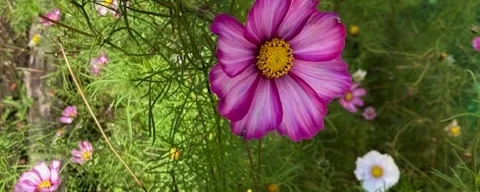 Pink and white cosmos flowers growing together in a summer garden with soft green foliage.